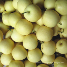 Fresh New Crop Golden Pear / Crown Pear Bonne qualité